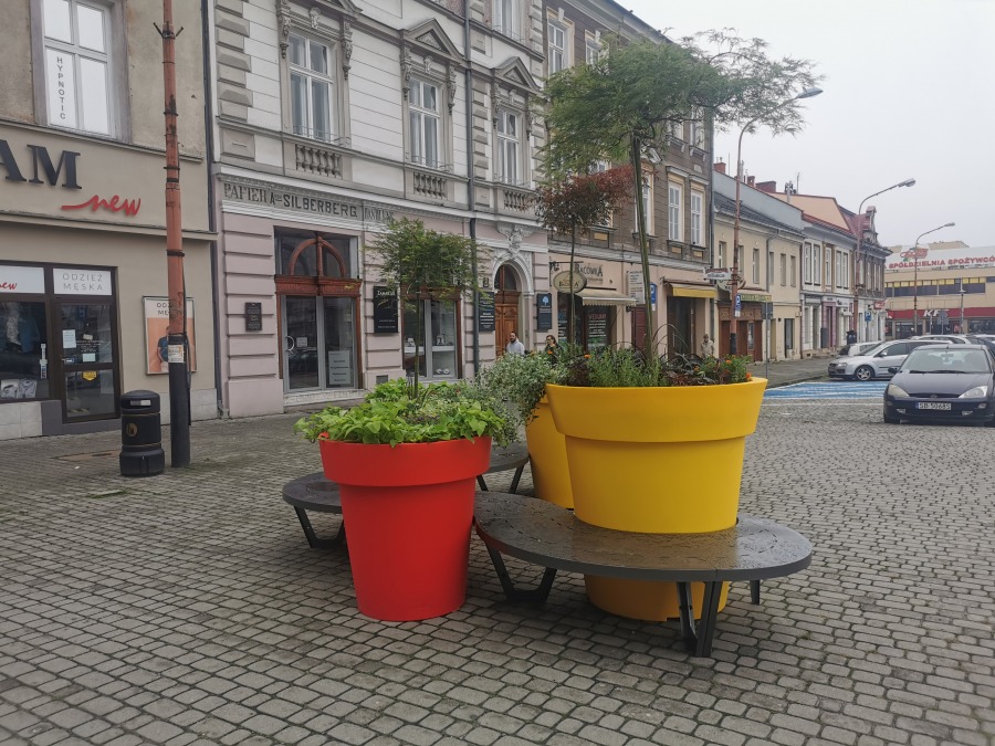 Zielona rewolucja na bielskich ulicach. Sadzą trzymetrowe klony palmowe! - foto