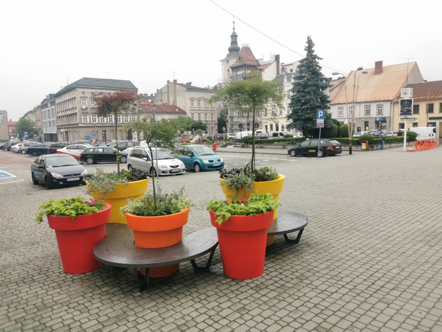 Zielona rewolucja na bielskich ulicach. Sadzą trzymetrowe klony palmowe! - foto