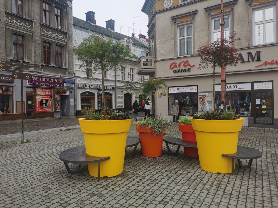 Zielona rewolucja na bielskich ulicach. Sadzą trzymetrowe klony palmowe! - foto