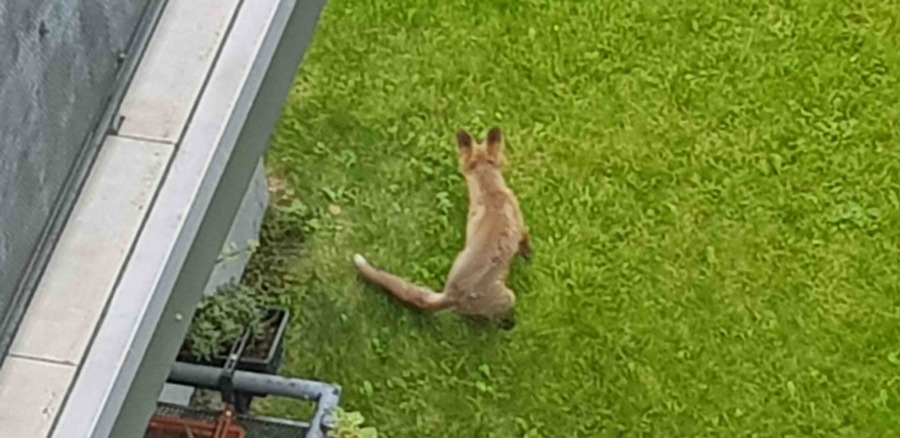 Lisy i borsuki na osiedlu mieszkaniowym. Ludzie boją się wścieklizny