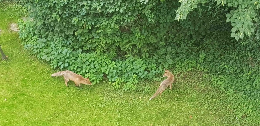 Lisy i borsuki na osiedlu mieszkaniowym. Ludzie boją się wścieklizny
