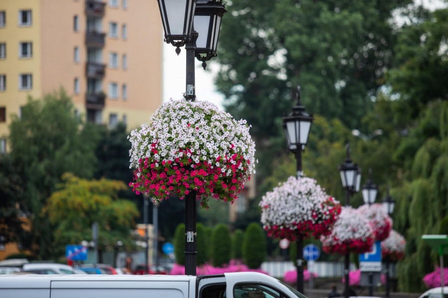 Bielsko-Biała tonie w kwiatach. Może wygrać ogólnopolski plebiscyt - foto