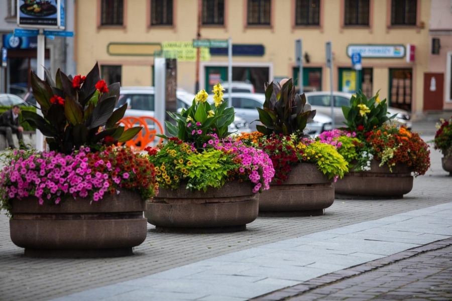 Bielsko-Biała tonie w kwiatach. Może wygrać ogólnopolski plebiscyt - foto