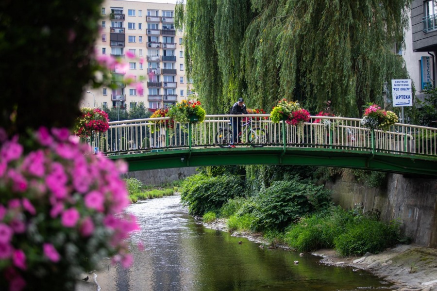 Bielsko-Biała tonie w kwiatach. Może wygrać ogólnopolski plebiscyt - foto