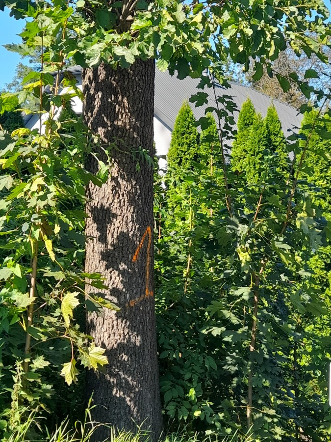 Tajemnicze znaki na brzegu potoku. Szykuje się kolejna masakra drzew?