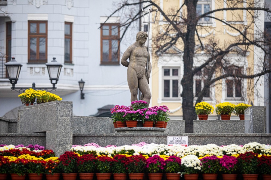 Setki chryzantem ozdobiły centrum Bielska-Białej. Inne będą zutylizowane - foto