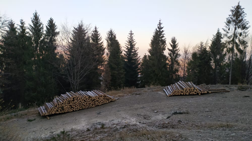 Masowa wycinka na Przegibku? Nie, to wyrąb dla dobra drzewostanu - foto