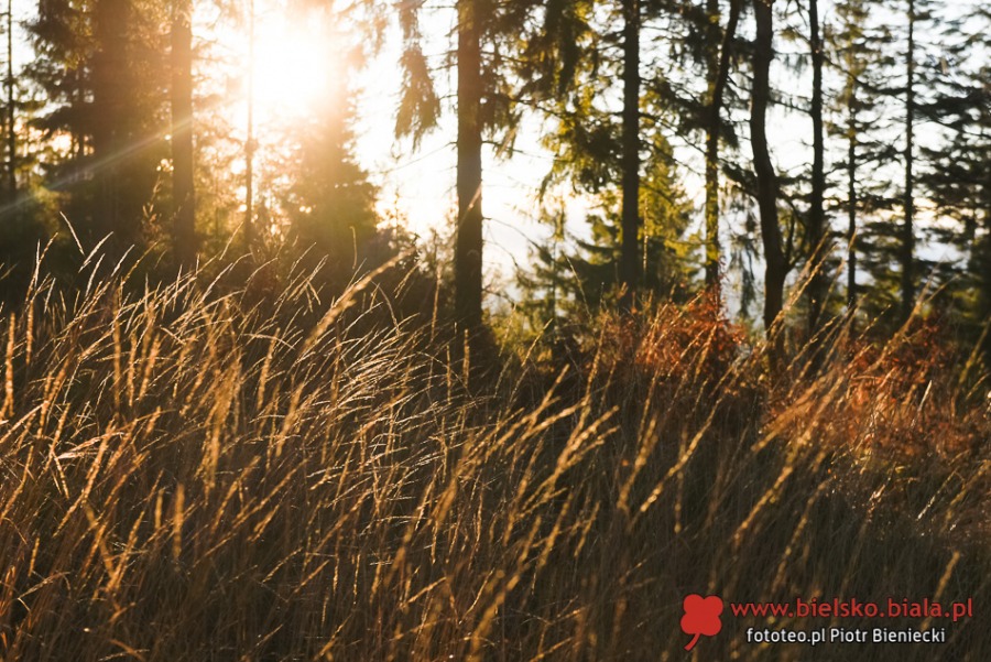 Enklawa w Bielsku-Białej. Tam można oddychać świeżym powietrzem! ZDJĘCIA