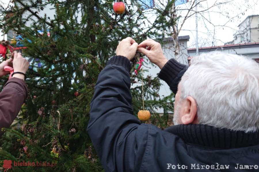 Miasto robi się coraz bardziej kolorowe. Bielszczanie dekorują choinki na skwerach - foto