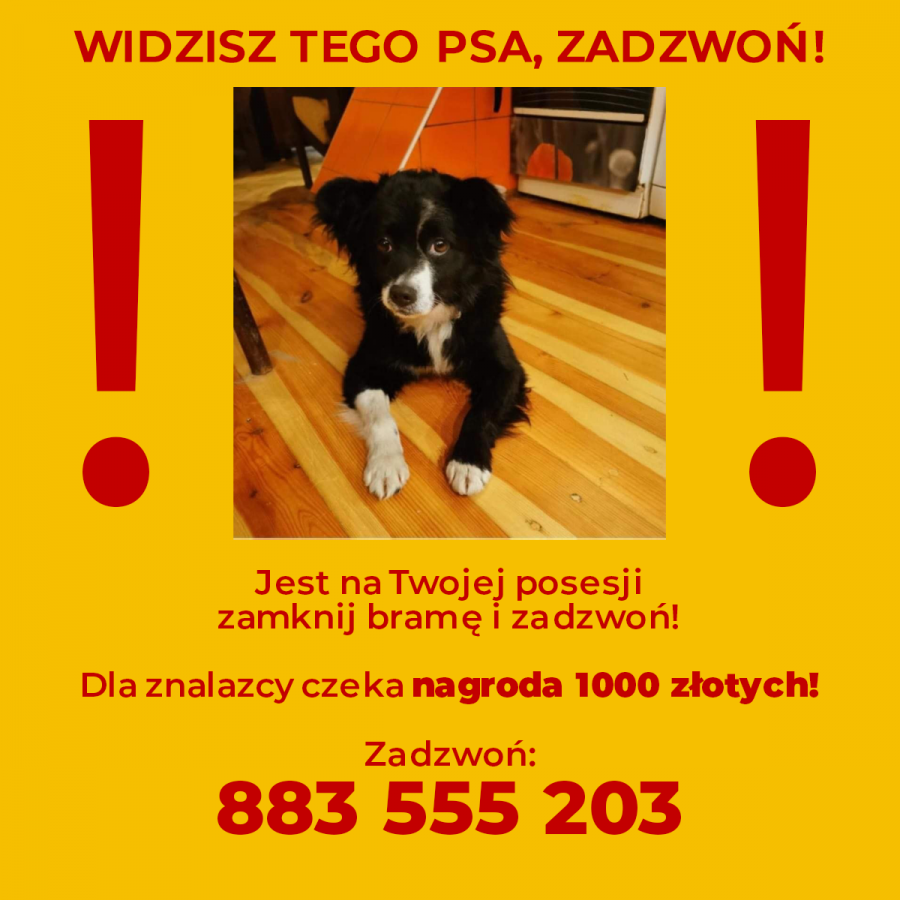 Całe miasto szuka kundelka. Za schwytanie psa wyznaczono nagrodę - foto