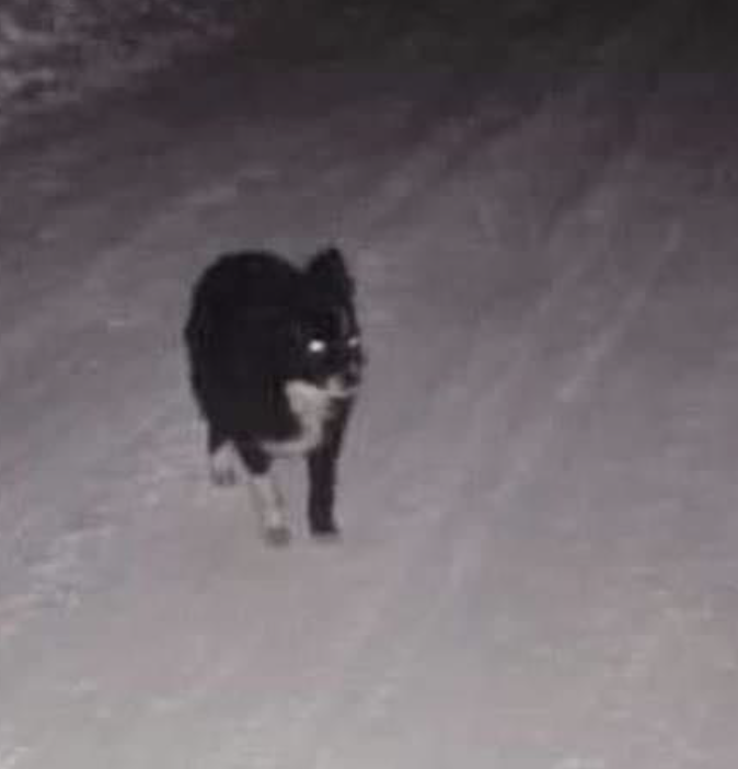 Całe miasto szuka kundelka. Za schwytanie psa wyznaczono nagrodę - foto