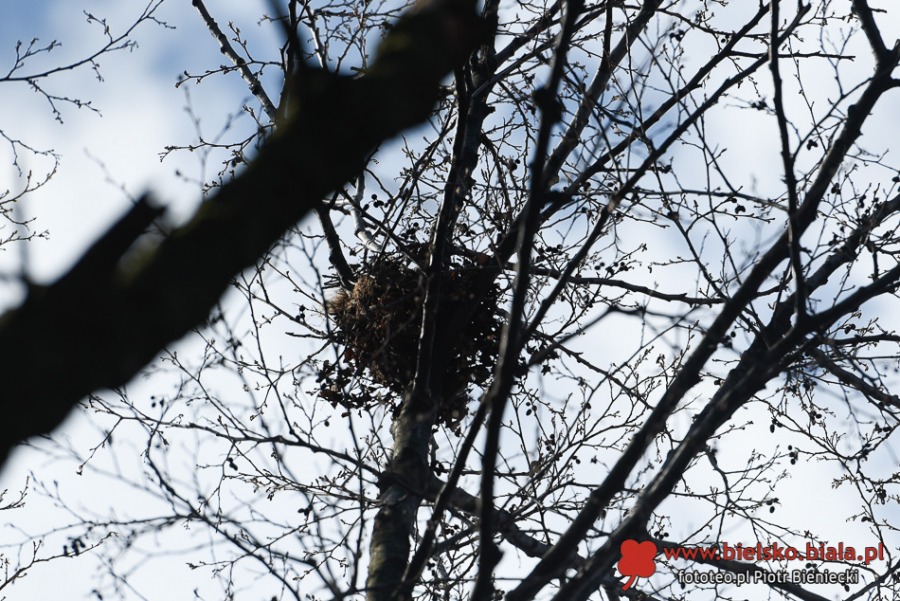 Liny zawisły nad ul. Górską. Bielsko-Biała ułatwia życie... wiewiórkom ZDJĘCIA