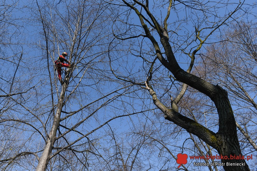 Liny zawisły nad ul. Górską. Bielsko-Biała ułatwia życie... wiewiórkom ZDJĘCIA