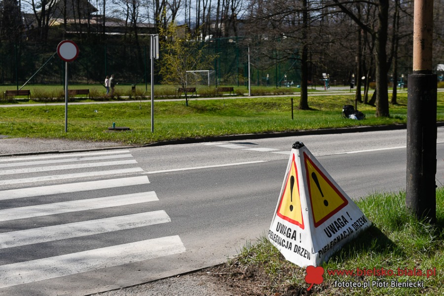Liny zawisły nad ul. Górską. Bielsko-Biała ułatwia życie... wiewiórkom ZDJĘCIA