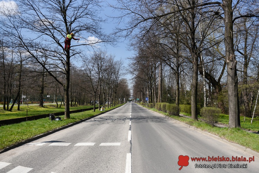 Liny zawisły nad ul. Górską. Bielsko-Biała ułatwia życie... wiewiórkom ZDJĘCIA