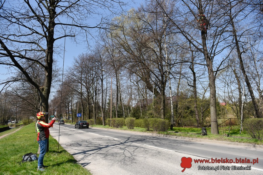Liny zawisły nad ul. Górską. Bielsko-Biała ułatwia życie... wiewiórkom ZDJĘCIA