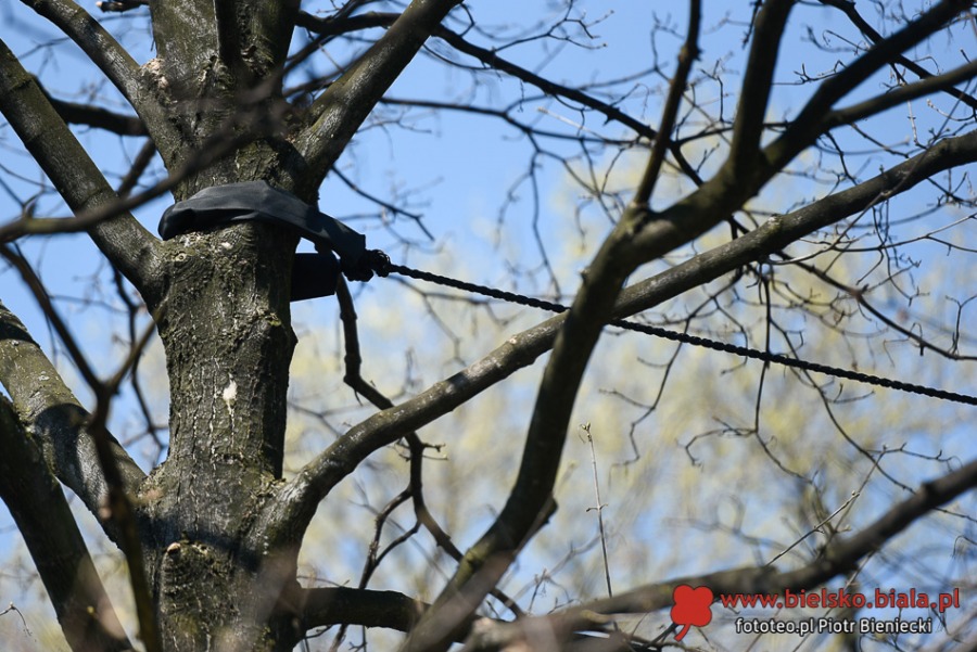 Liny zawisły nad ul. Górską. Bielsko-Biała ułatwia życie... wiewiórkom ZDJĘCIA