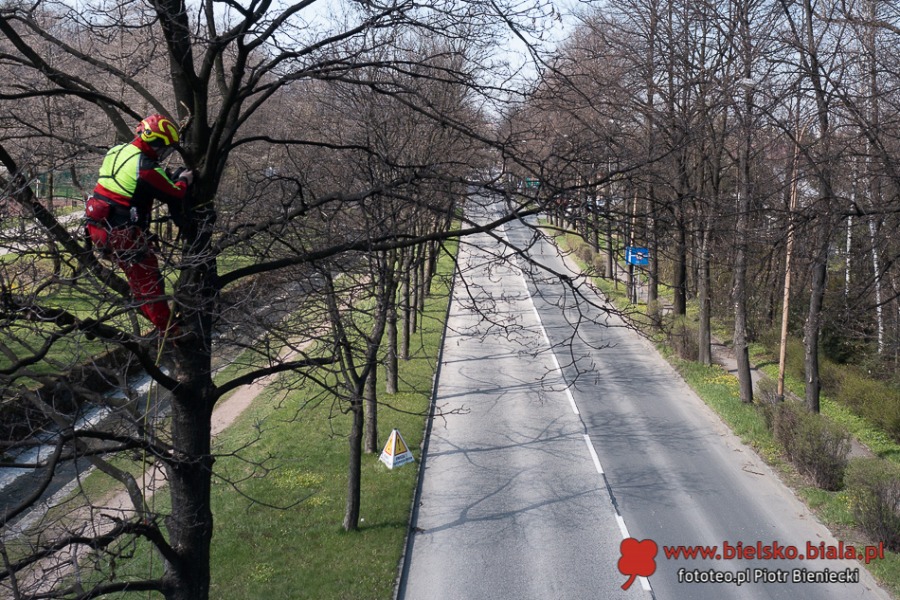 Liny zawisły nad ul. Górską. Bielsko-Biała ułatwia życie... wiewiórkom ZDJĘCIA