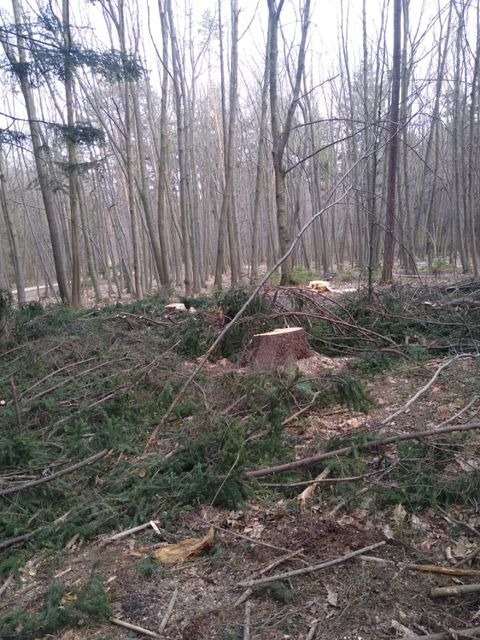 Urządzanie lasu niepokoi bielszczan. Pytamy urzędników, dlaczego tniecie te drzewa?