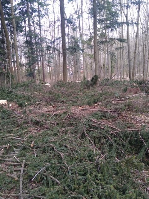 Urządzanie lasu niepokoi bielszczan. Pytamy urzędników, dlaczego tniecie te drzewa?