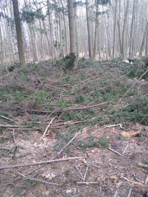 Urządzanie lasu niepokoi bielszczan. Pytamy urzędników, dlaczego tniecie te drzewa?
