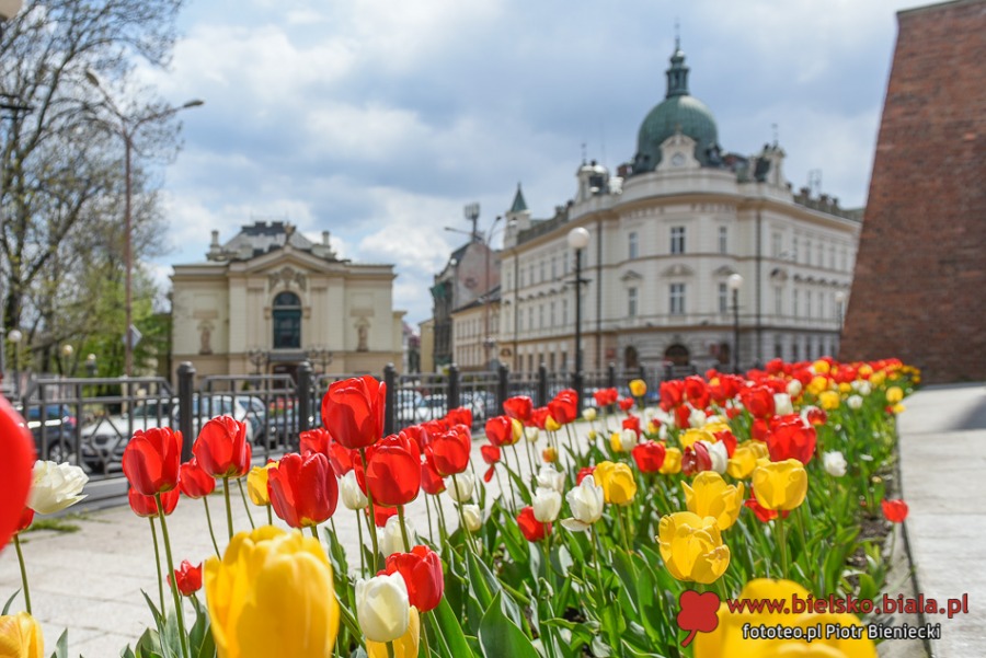 Kwitnące dywany w Bielsku-Białej. Bielszczanie spacerują i fotografują wiosnę ZDJĘCIA