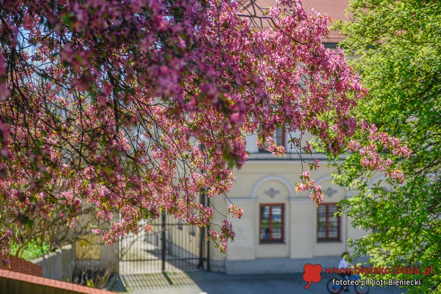 Kwitnące dywany w Bielsku-Białej. Bielszczanie spacerują i fotografują wiosnę ZDJĘCIA