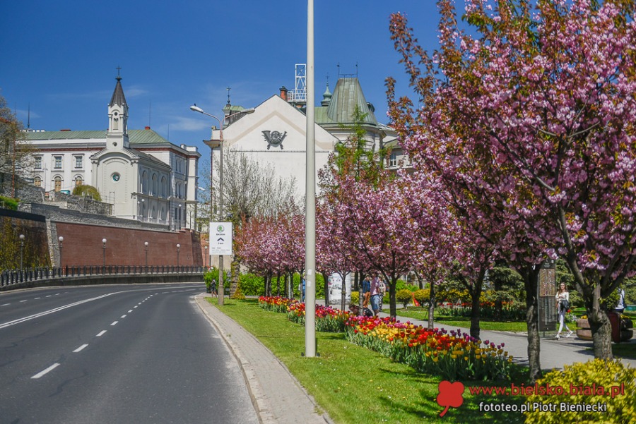 Kwitnące dywany w Bielsku-Białej. Bielszczanie spacerują i fotografują wiosnę ZDJĘCIA