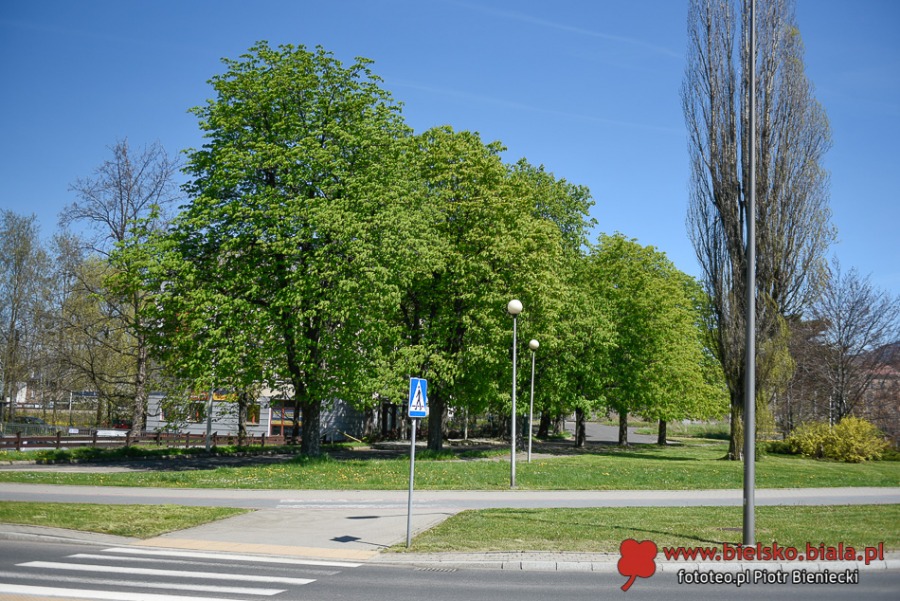 Kwitnące dywany w Bielsku-Białej. Bielszczanie spacerują i fotografują wiosnę ZDJĘCIA