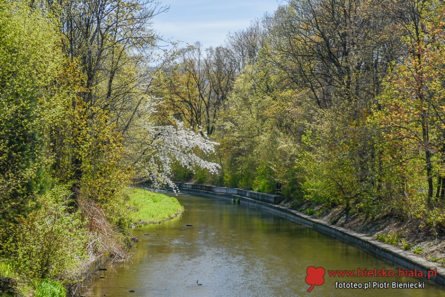 Kwitnące dywany w Bielsku-Białej. Bielszczanie spacerują i fotografują wiosnę ZDJĘCIA