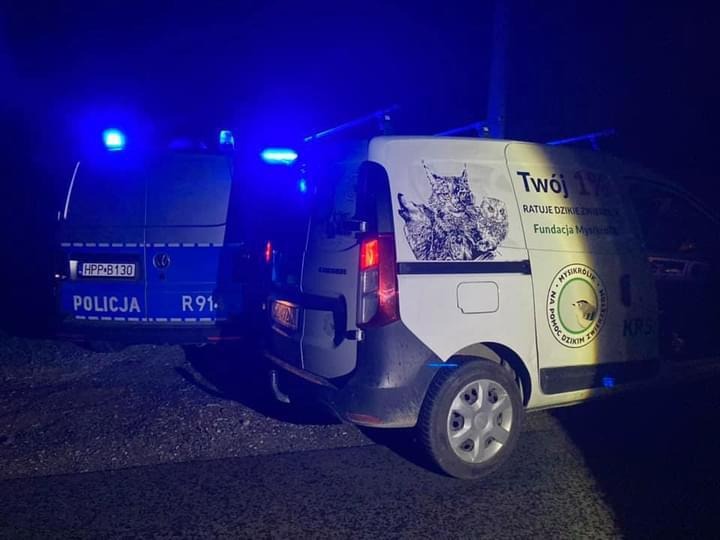 Sarniątko przyszło na świat na ulicy. Ciężarna sarna nie przeżyła wypadku - foto