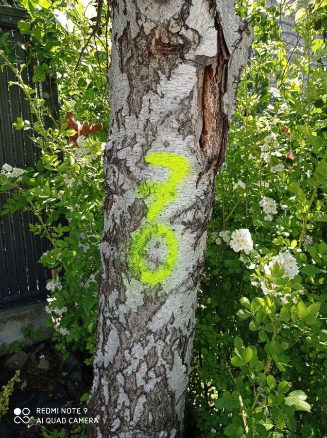 Tajemnicze znaki w Starym Bielsku. Będzie wycinka starych drzew? - foto