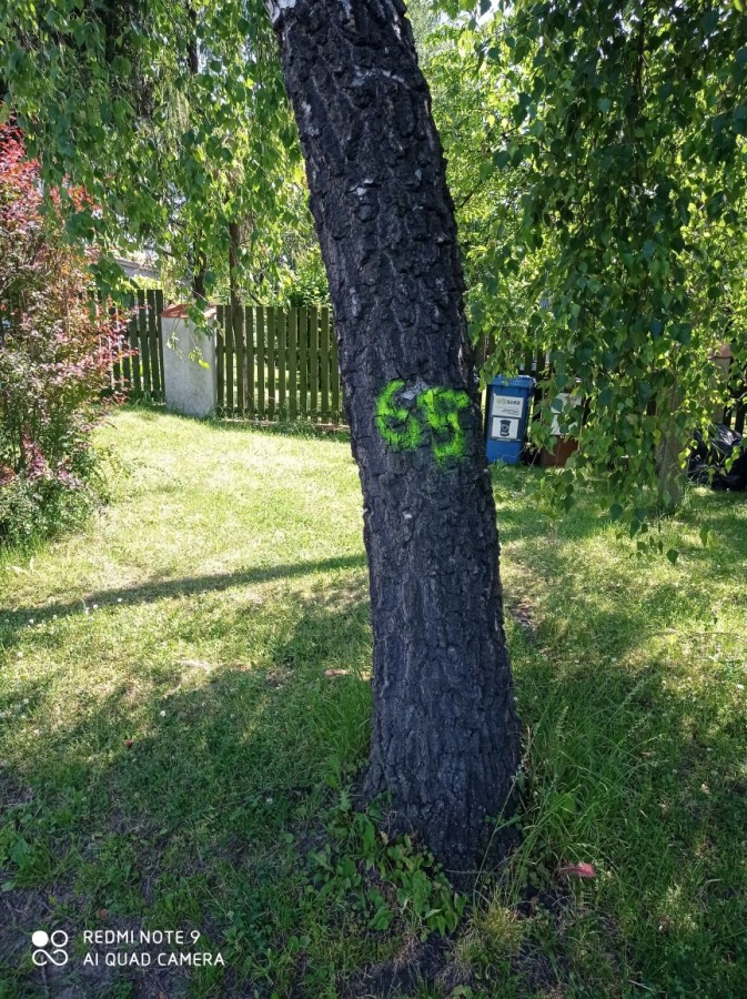 Tajemnicze znaki w Starym Bielsku. Będzie wycinka starych drzew? - foto