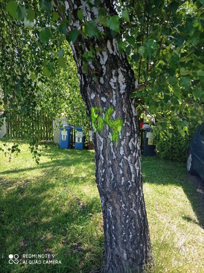 Tajemnicze znaki w Starym Bielsku. Będzie wycinka starych drzew? - foto