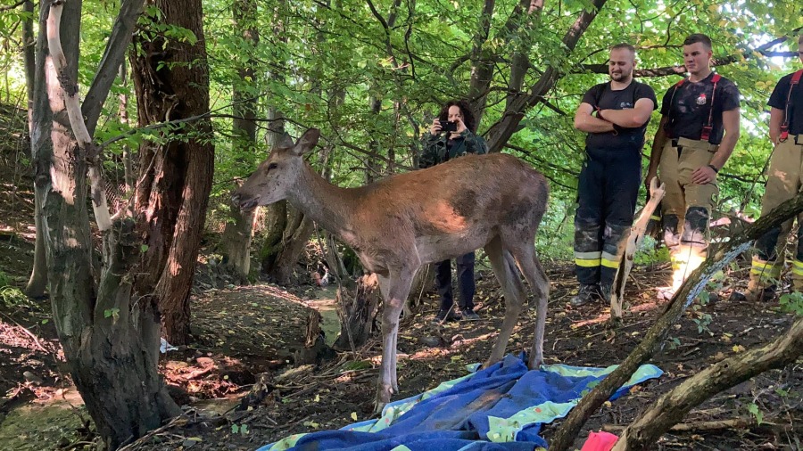 Łania wpadła do wykopu. Akcja ratunkowa w Bielsku-Białej ZDJĘCIA