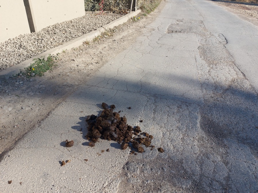 Plaga końskich odchodów na drogach i ścieżkach spacerowych w Bielsku-Białej - foto