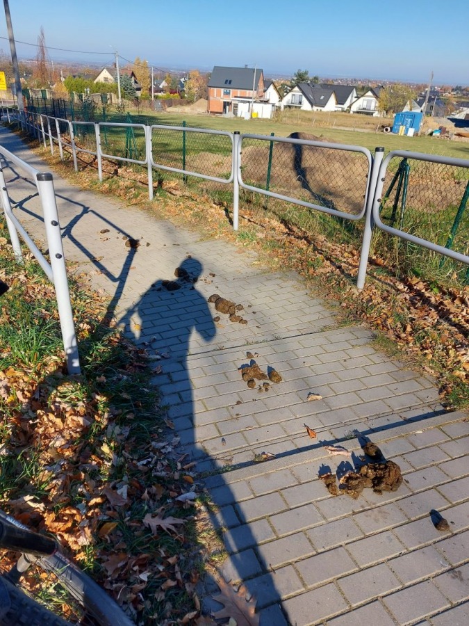 Plaga końskich odchodów na drogach i ścieżkach spacerowych w Bielsku-Białej - foto