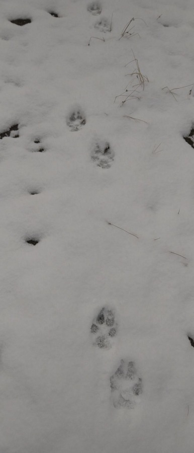 Wilk w okolicach Koziej Góry? Mamy zdjęcia zrobione dziś o poranku FOTO