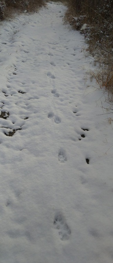 Wilk w okolicach Koziej Góry? Mamy zdjęcia zrobione dziś o poranku FOTO