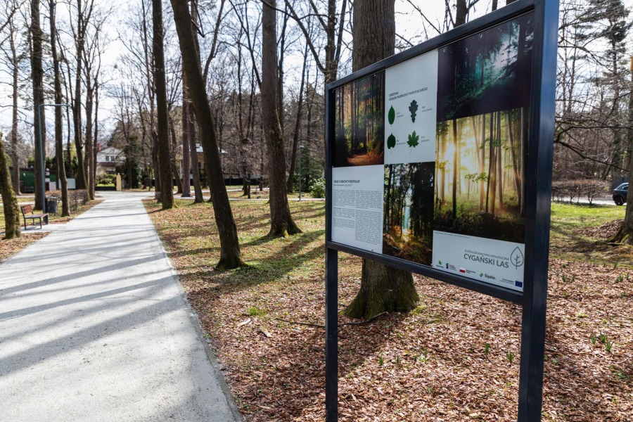 Cudna wiosna w Cygańskim Lesie. Zasadzono kilkadziesiąt tysięcy roślin ZDJĘCIA