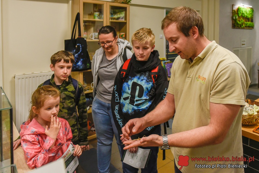 Skorpiony i modliszki w centrum Bielska-Białej. Niektóre można wziąć na ręce ZDJĘCIA
