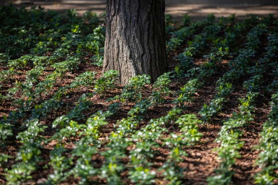 Tak wygląda zmodernizowany park za Ratuszem. Przed otwarciem odwiedzili go wandale ZDJĘCIA