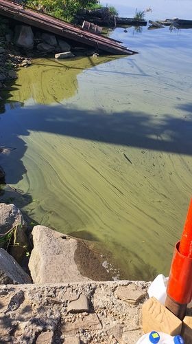 Sinice w Jeziorze Żywieckim! Apel o niewchodzenie do wody - foto