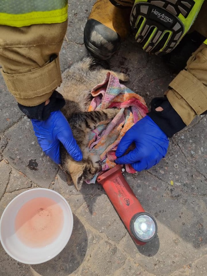Kot uwięziony pod maską samochodu. Skuteczna interwencja straży pożarnej - foto