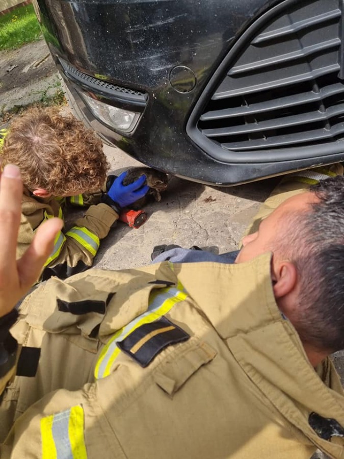 Kot uwięziony pod maską samochodu. Skuteczna interwencja straży pożarnej - foto