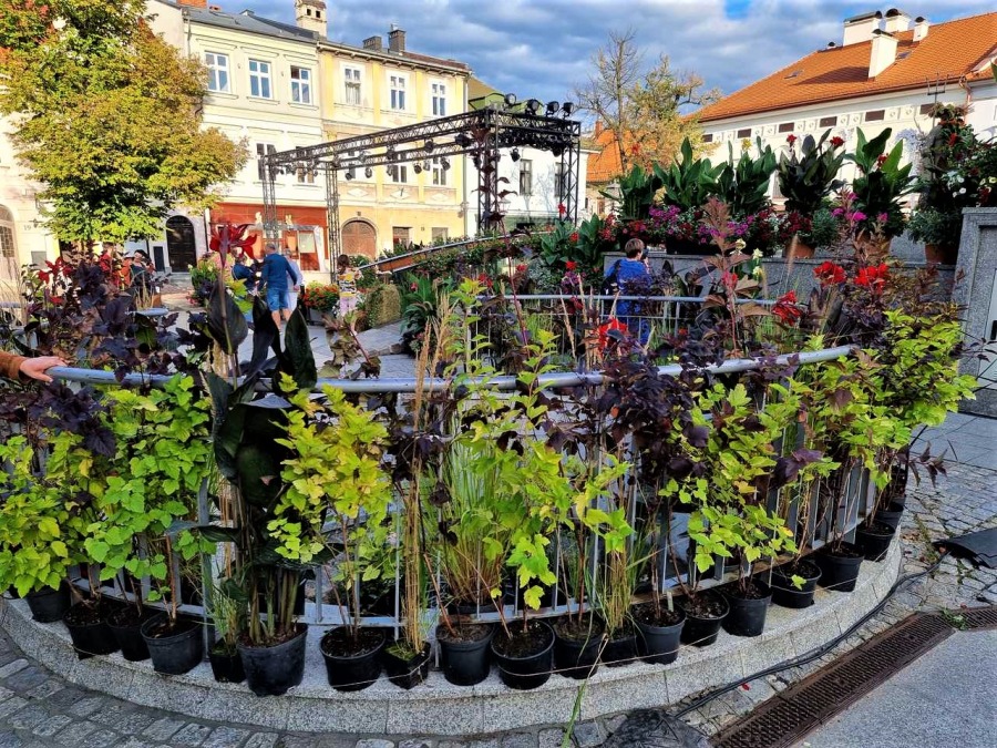 (WIDEO) Na 11 Listopada stanęła scena. Rynek nagle wypiękniał ZDJĘCIA