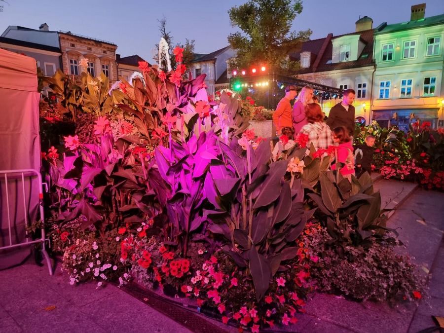 Zachwycająca góra kwiatów na Rynku. Bielsko-Biała tańczy w rytmie ska ZDJĘCIA