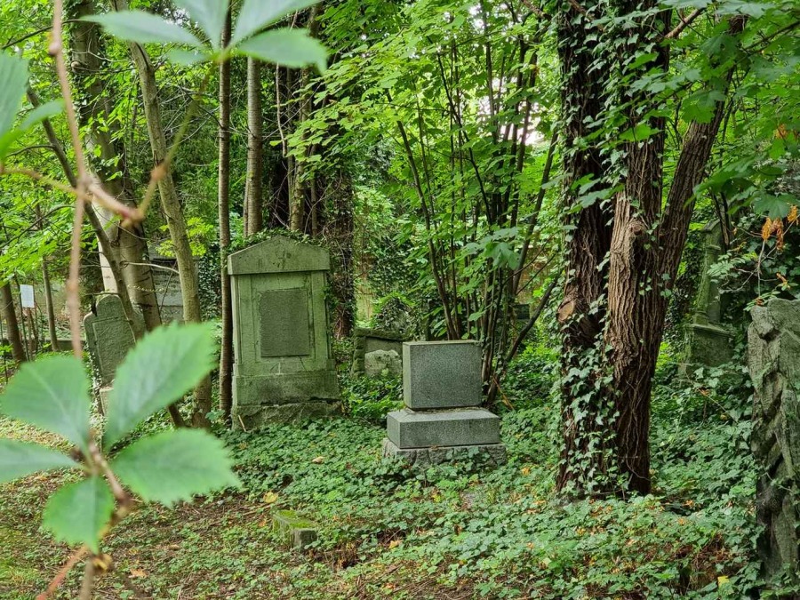 Kolebka historii Bielska. Nieczynna nekropolia to enklawa dzikiej przyrody ZDJĘCIA