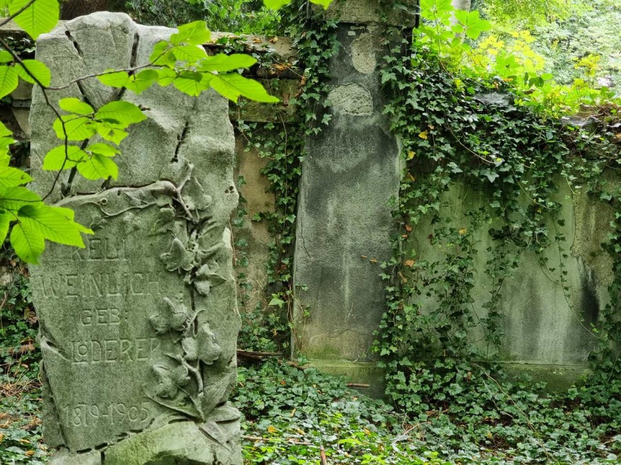Kolebka historii Bielska. Nieczynna nekropolia to enklawa dzikiej przyrody ZDJĘCIA