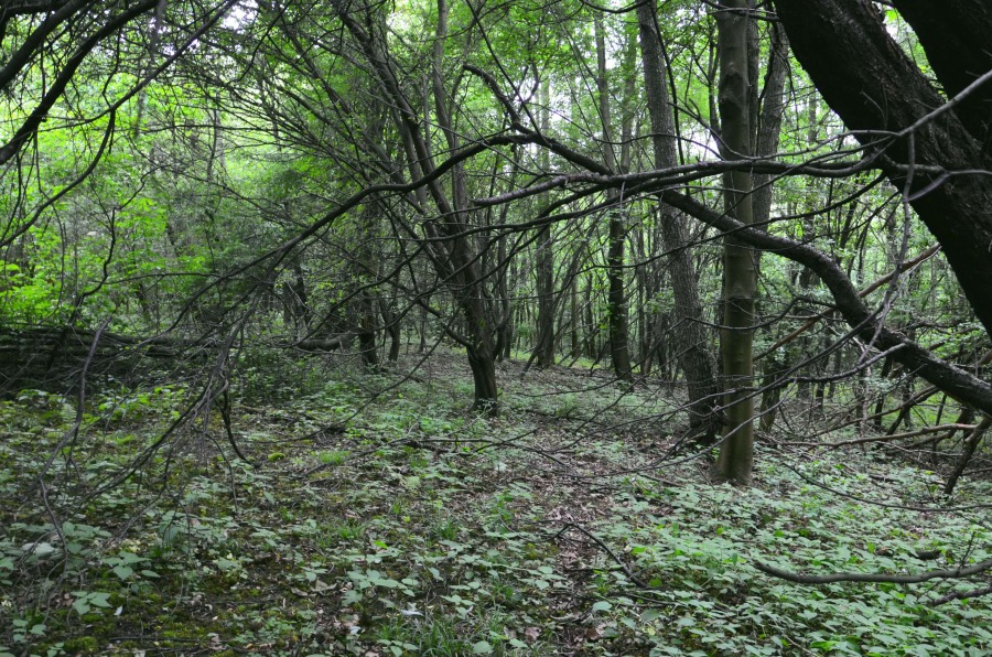 Wielka budowa na terenach rekreacyjnych. Ekolodzy chcą blokady planów inwestora ZDJĘCIA
